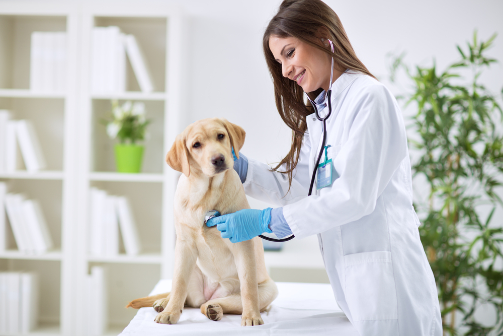 A veterinarian performing a check up on a dog