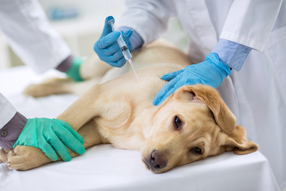 Procedures for the treatment of dog canine problems