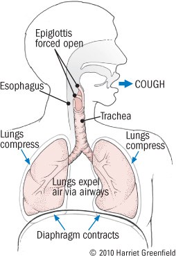 Descriptive anatomy for a coughing process
