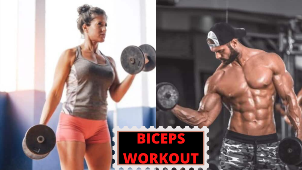 Average Biceps Size for both male and female