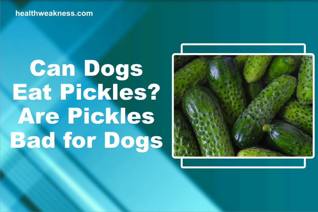 Can Dogs Eat Pickles? Are Pickles Bad For Dogs