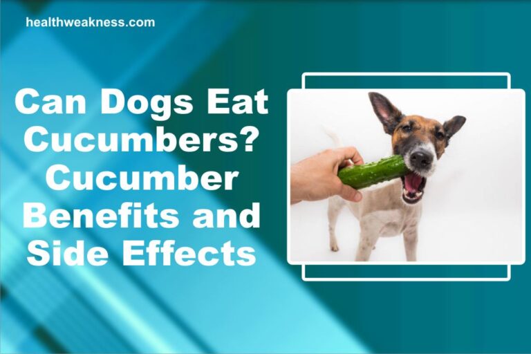 Can Dogs Eat Cucumbers? Cucumber Benefits And Side Effects
