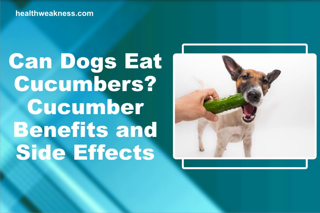 Can Dogs Eat Cucumbers? Cucumber Benefits And Side Effects